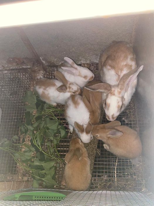 Coelhos com mês e meio de idade
