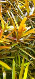 Rotala hong kong roślina akwariowa