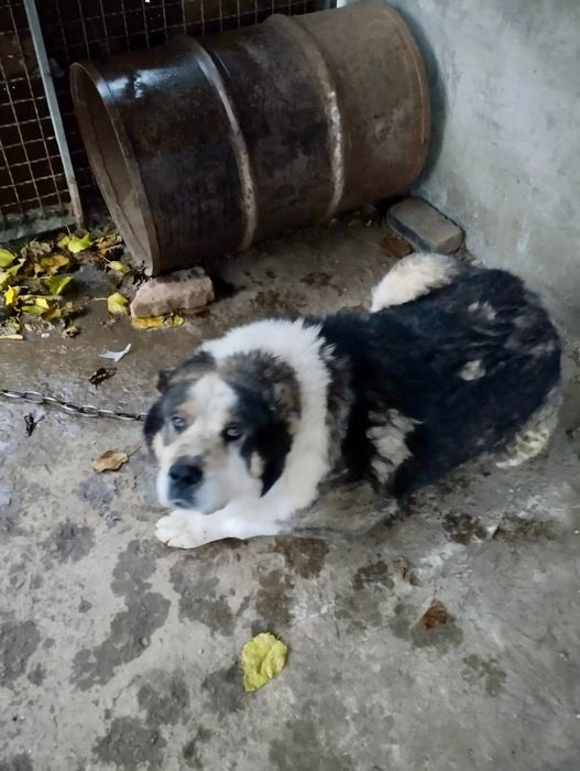 Отдам в добрые руки СРОЧНО СПАСИТЕ