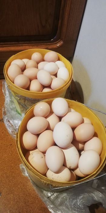 Sprzedam świeże swojskie jajka