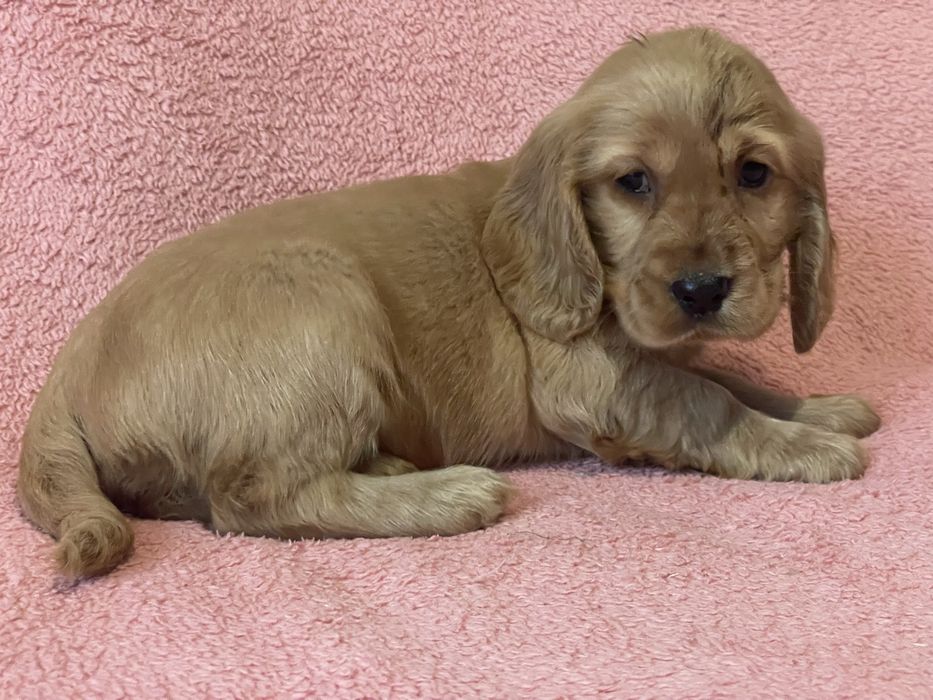 Cocker spaniel chłopiec