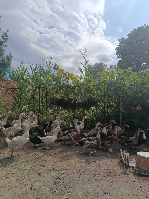 Kaczki: mulard, pekin, staropolska