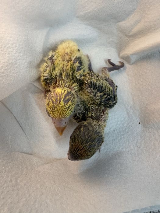 Agapornis para criar a mão