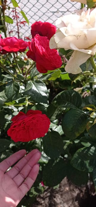 Троянди укорінені