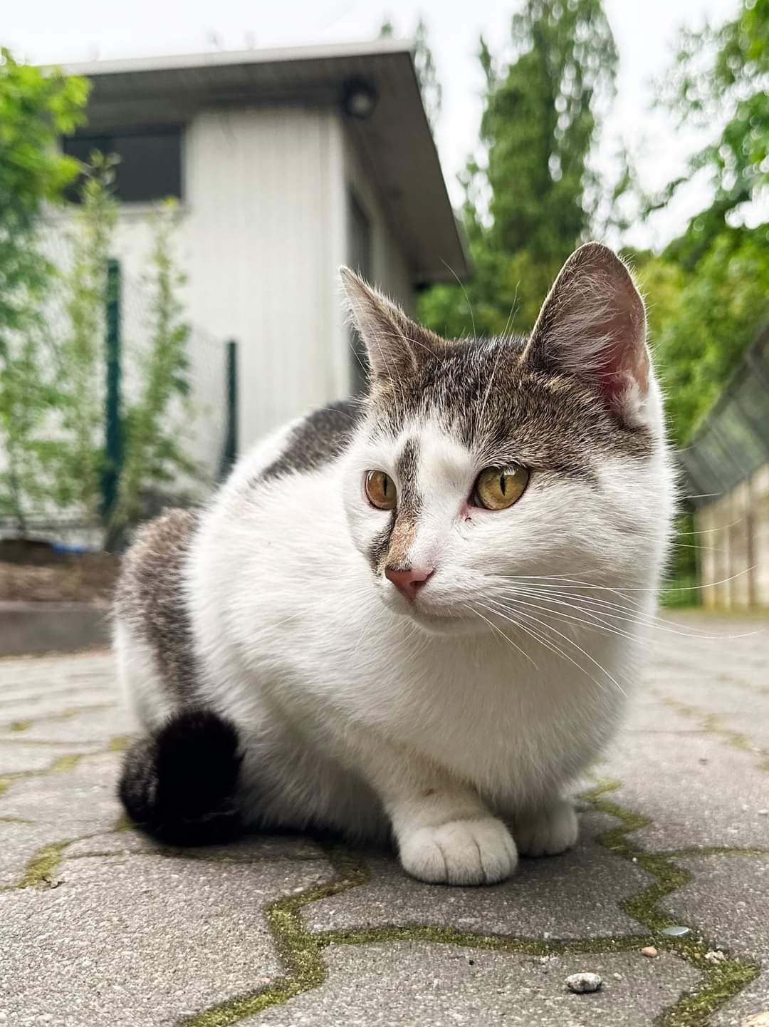 Kotka Wika, śliczny nieśmiałek