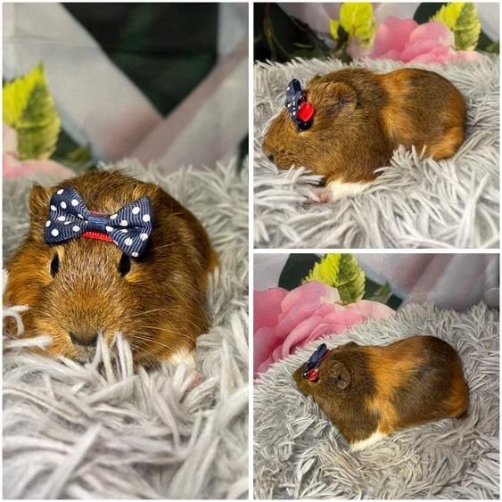 Świnki Morskie Cavie