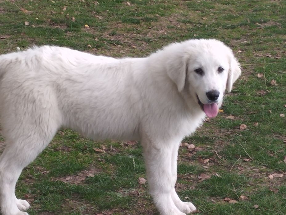 Owczarek podhalański suczka