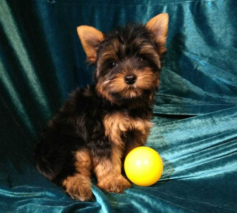 щенки Йоркширского Терьера