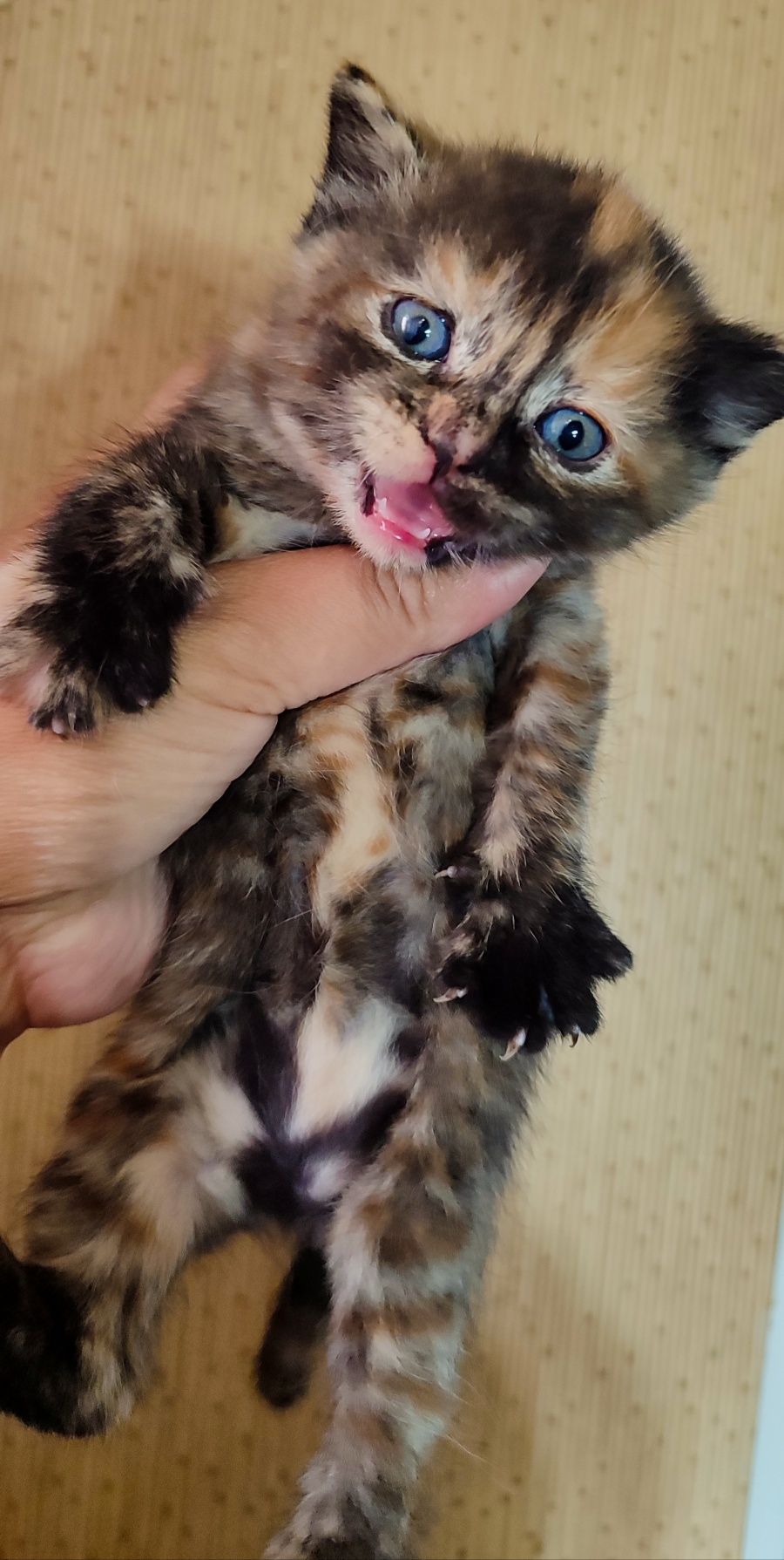 Продам котят Скотіш