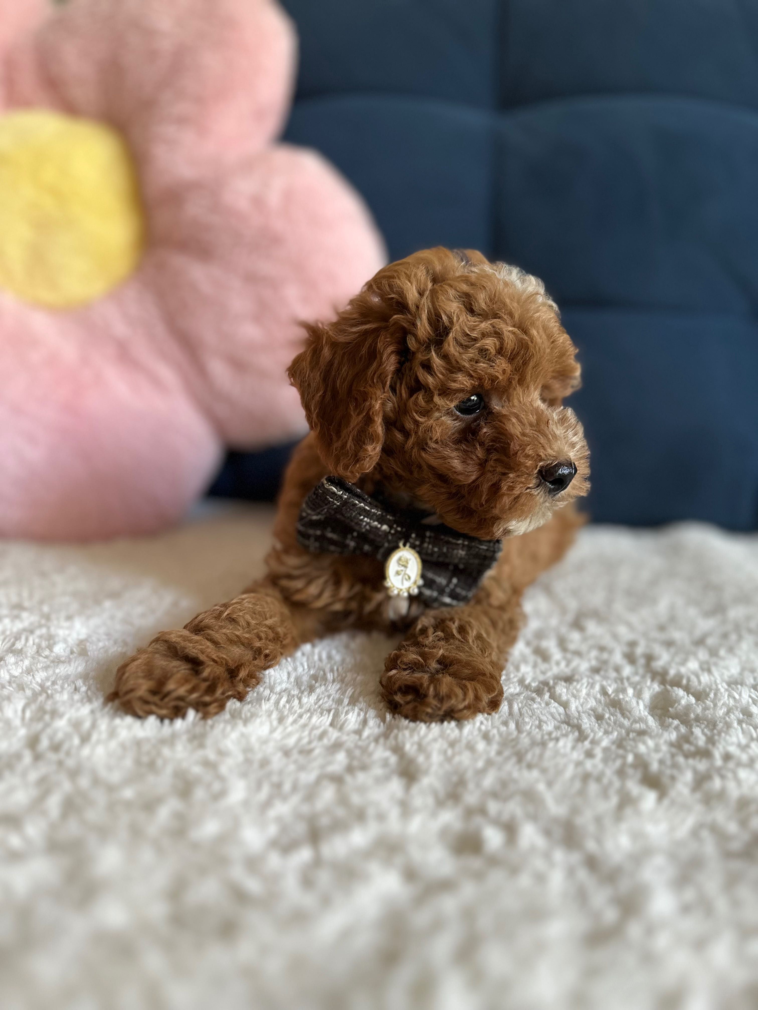 Śliczny Piesek Maltipoo!
