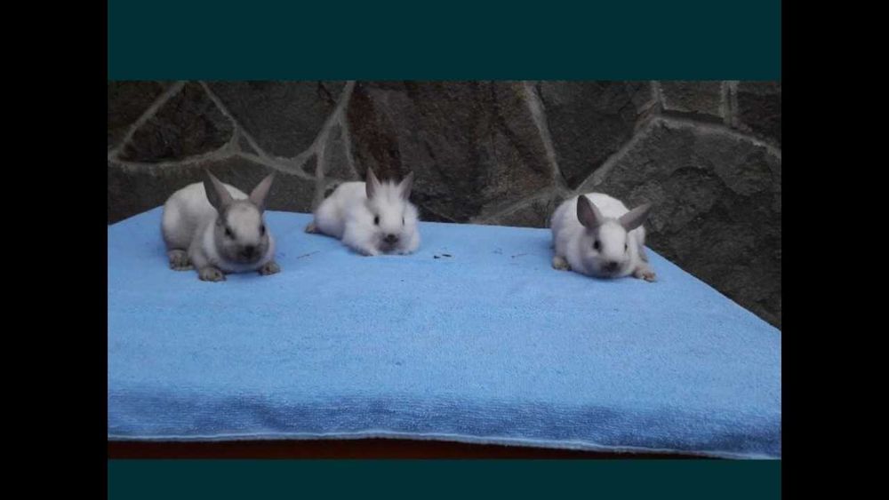 Декоративні кролики