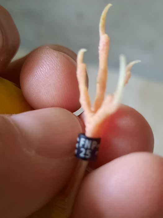 Canários novos 2025