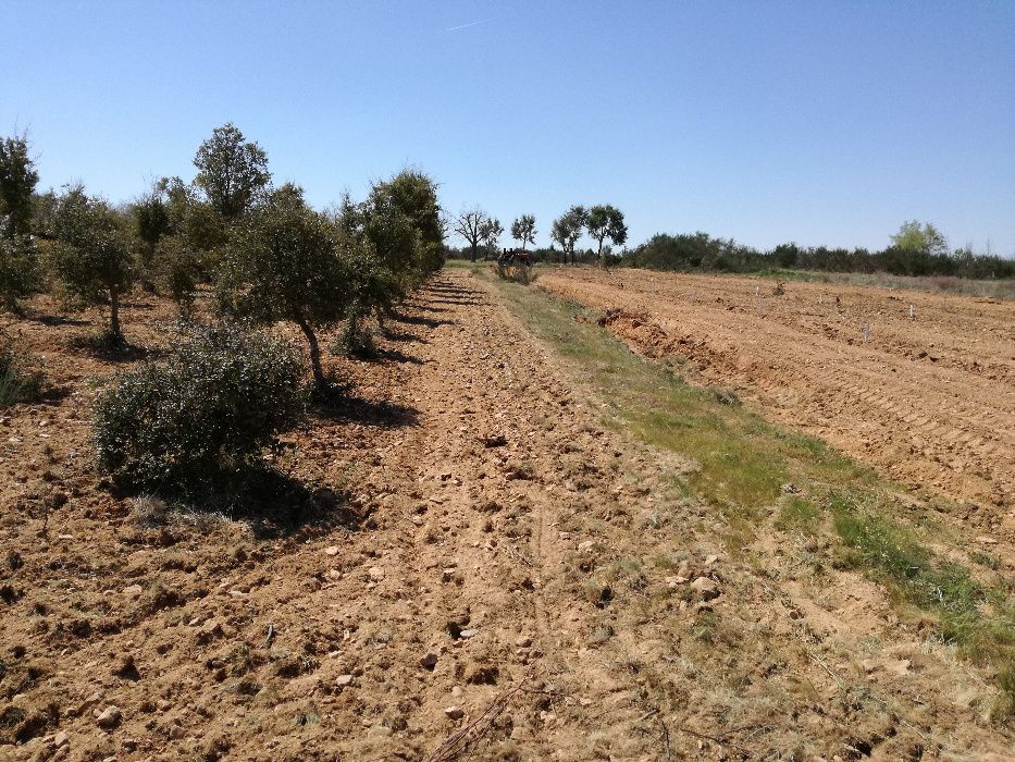 Horta e terreno com sobreiros