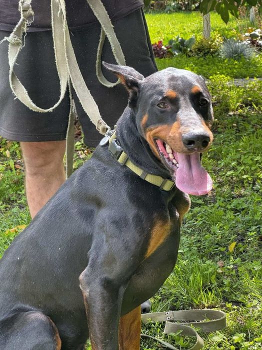 2-А кобеля добермана на вязку.Гром 5 лет.Бумер 1 г 4 месяца.Собаки с д