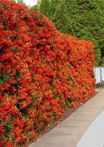 Кампис цветок многолетний вьющийся как розы