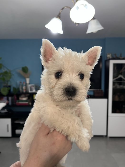 West highland white terrier