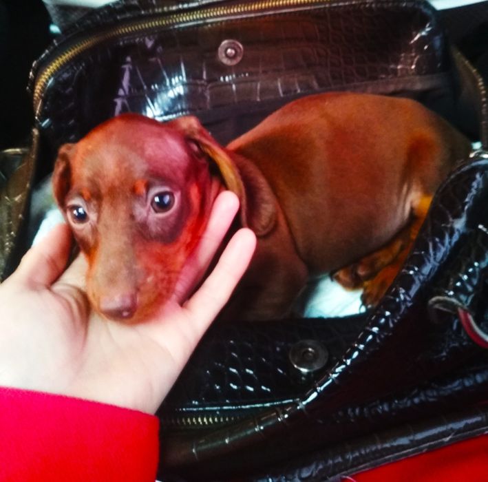 Продаються цуценята карликових міні такс шоколадні