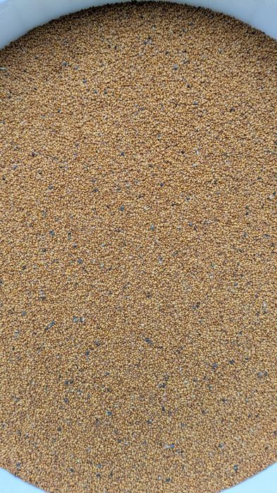 Lnianka siewna "rydz" ekologiczna z certyfikatem