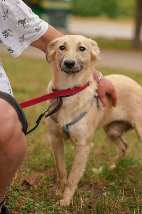Ніжна собачка Верона хоче додому!