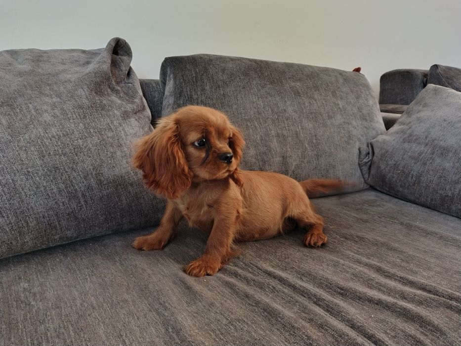 Cavalier King Charles Spaniel Piesek Ruby