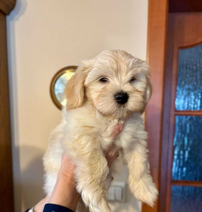 Hawańczyk szczenię z rodowodem ZKwP-wychowany w domu, otoczony troską