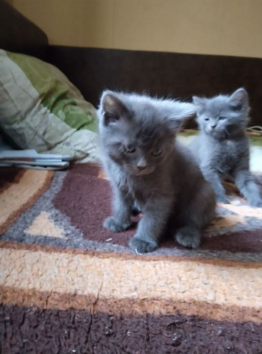 Отдам серого котенка, метис британца, девочка, мальчик, 1,5 месяца