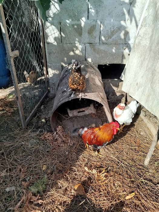 Um granizo e duas garnizas