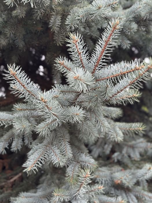 Ялинка голуба жива