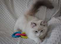 TAYS - rodowodowy kocurek rasy ragdoll