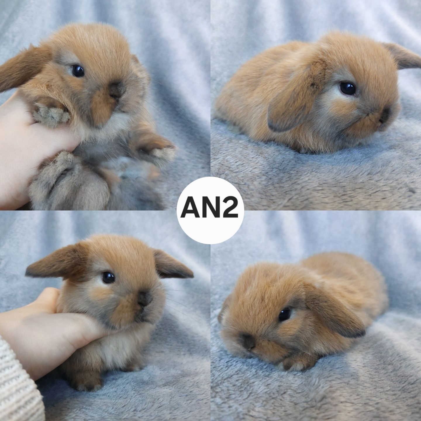 Królik Baranek Miniaturka MINI LOP