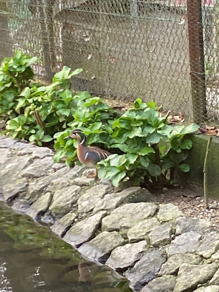 Patos mandarins ,faisões