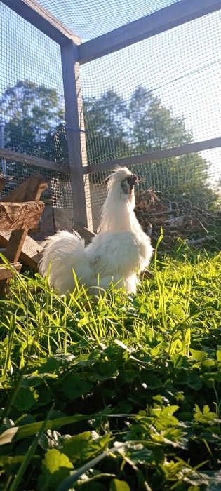 Sprzedam koguta Silka jedwabista