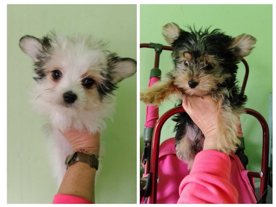 Малюки йорки(привиті)