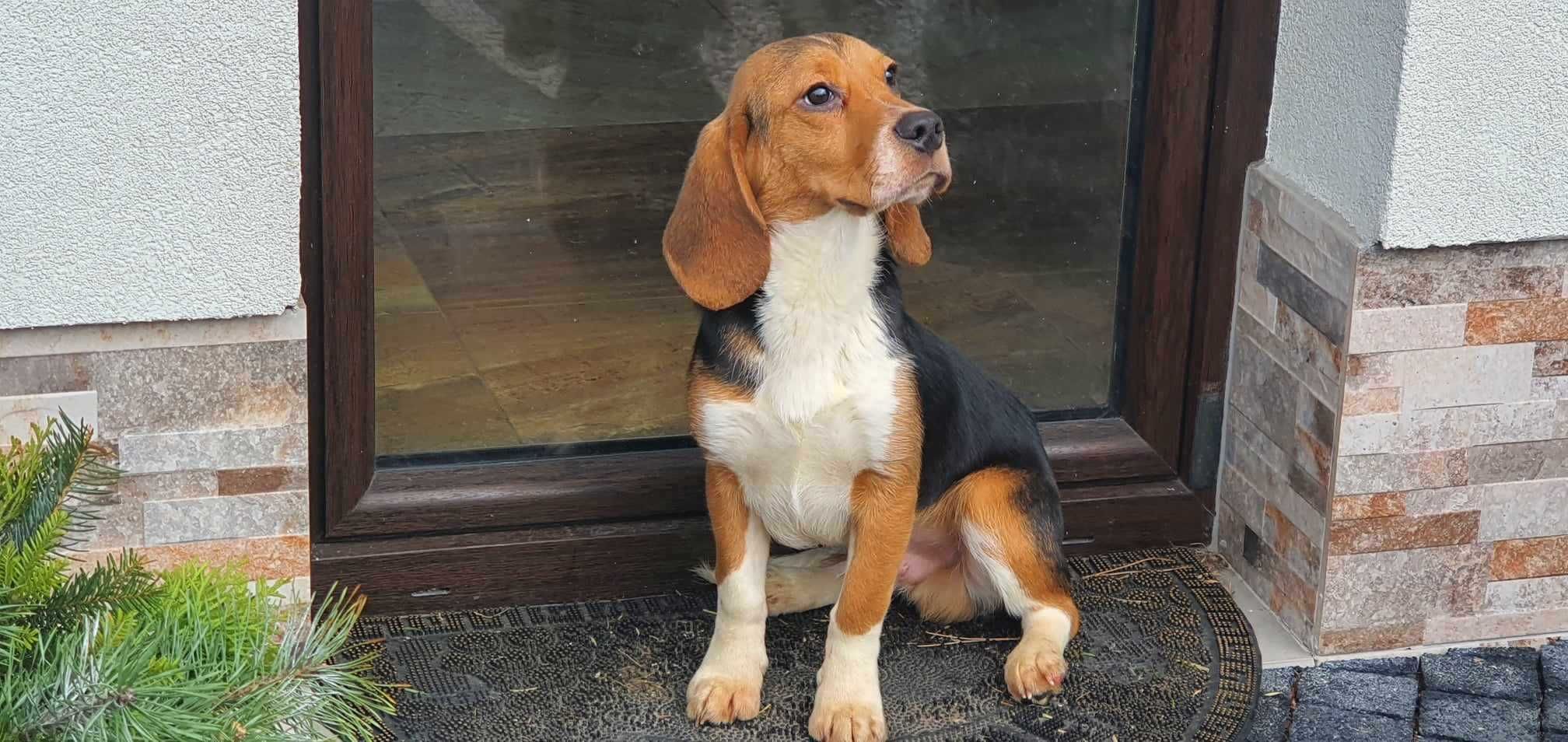 Beagl Beagle rodowodowy piesek ,