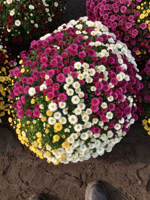 Chryzantemy drobnokwiatowe - trójkolory  miksy  na 01.11