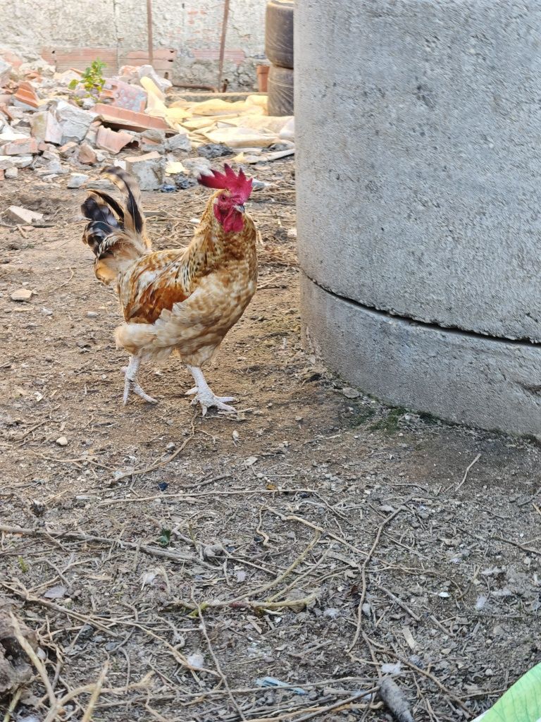 Garnizo adulto magnífico
