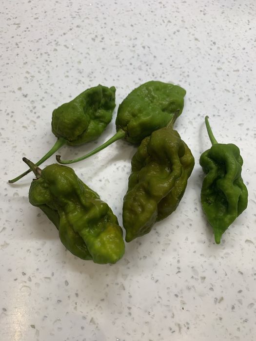 Насіння екстрагострого перцю (Carolina, Charapita, Big Mama, Habanero)