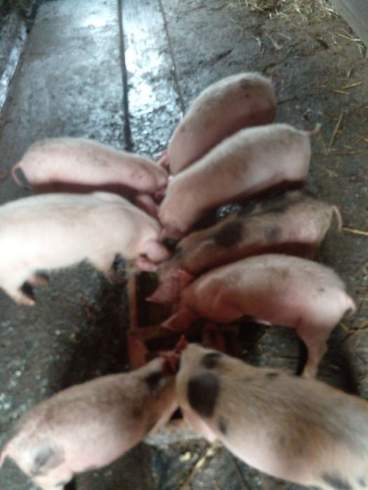 Продаш поросят  ..
