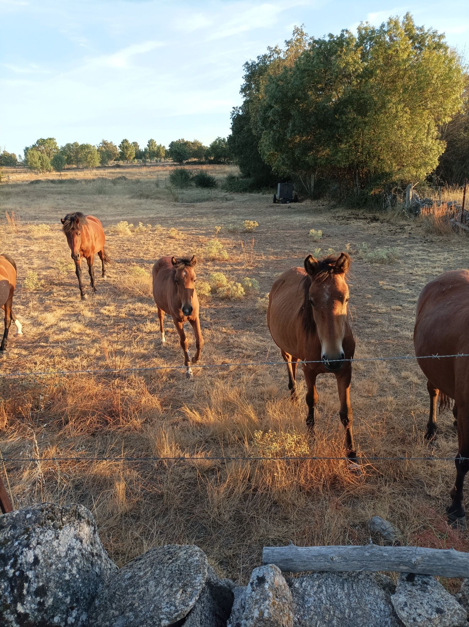 Vendo cavalos garranos