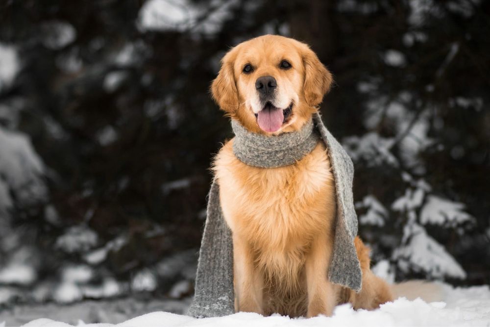 Golden Retriever zkwp