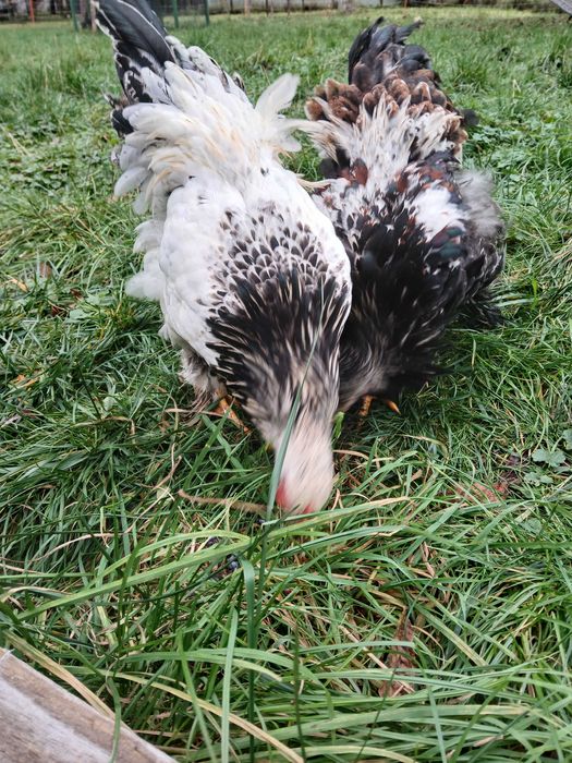 Koguty mix brahma i barnevelder