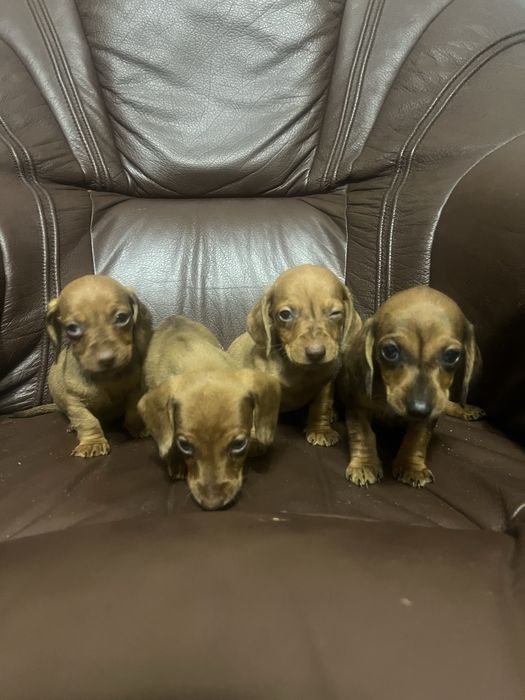 Такси молочний шоколад та мрамор  карлики