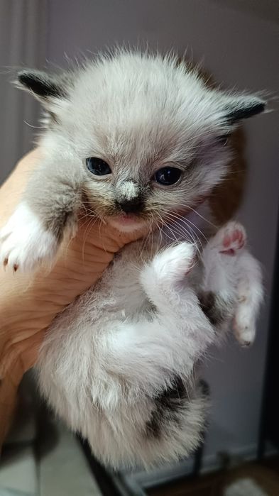 Kotka ragdoll seal mitted