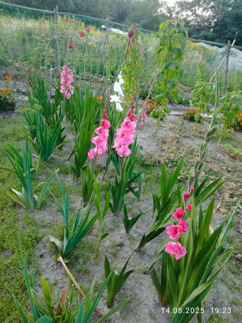 Gladiole tzw. mieczyki
