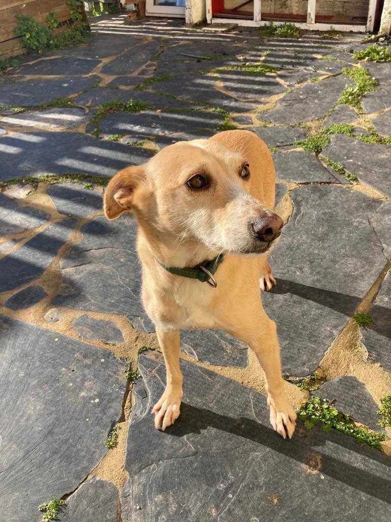 Archie - Para Adopção