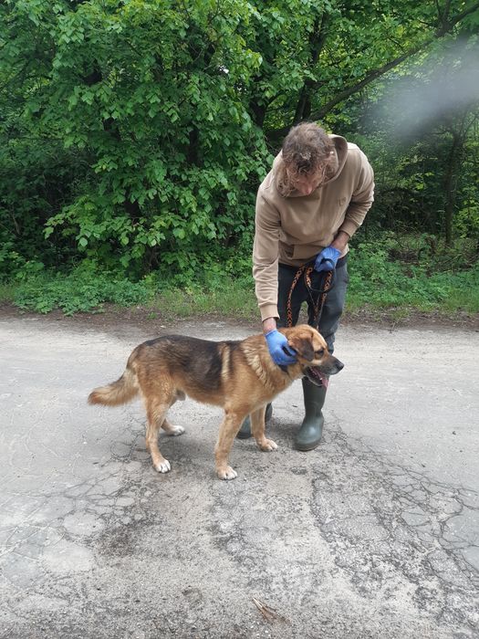 Super pies Marley do adopcji że schroniska .