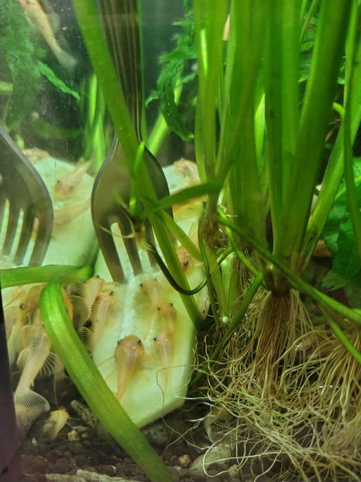 Glonojady ancistrus Gold L 144 niebieskookie