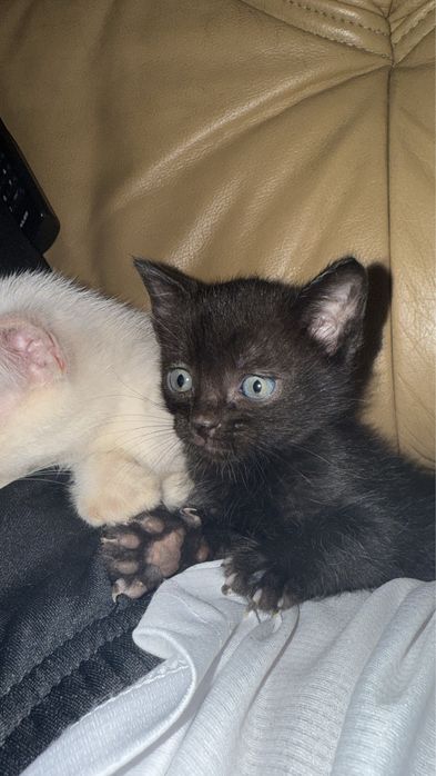Gatinhos para dar