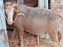 Carneiro Merino beira baixa