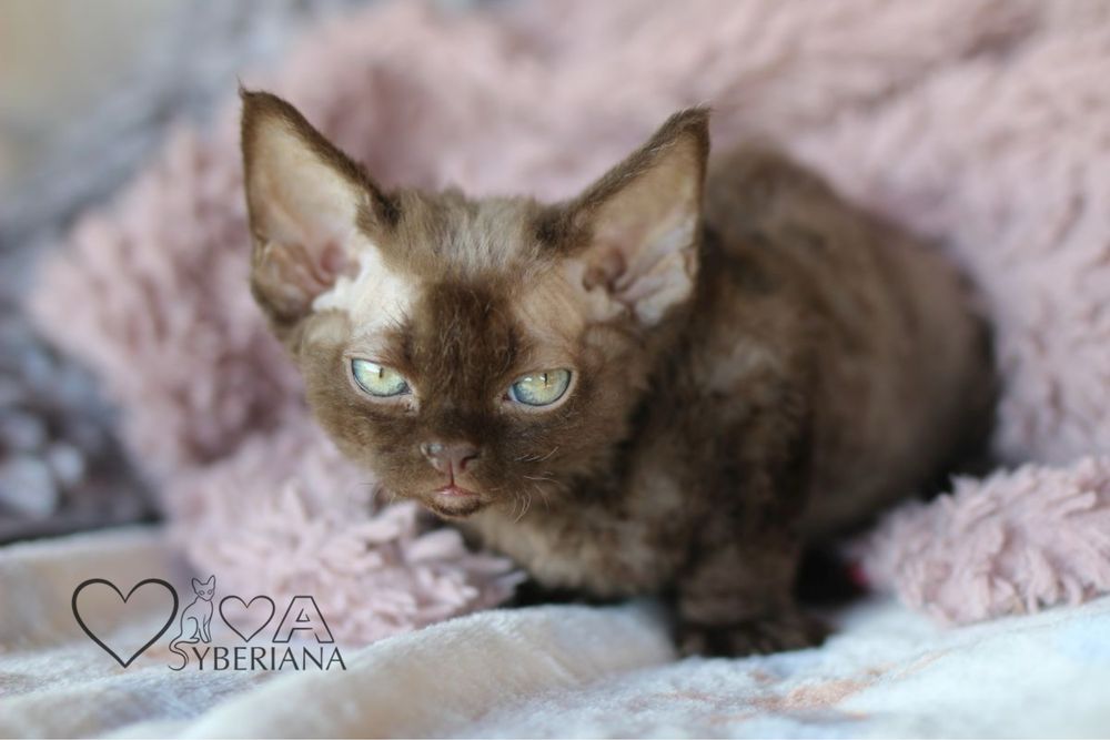 Czekoladowy kocurek devon rex